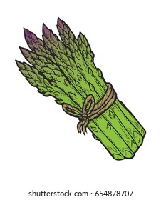 Asparagus vegetable green Vector hand drawn vector illustration. Fresh organic vegetable, vegetarian food in engraved style. Detailed food drawing. For label, poster, print. isolated on white
