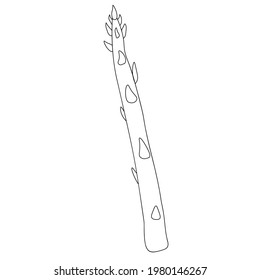 Asparagus Vegetable outline object. Detailed vegetarian food drawing. Farm market product. Great for menu, label, icon