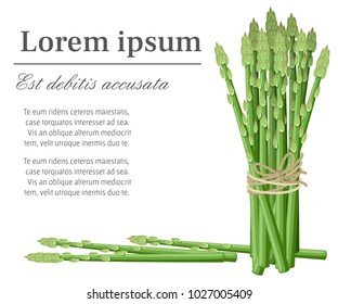 Asparagus vegetable plant bunch of asparagus stems vector illustration with place for your text for decorative poster emblem natural product farmers market web site page and mobile app design.