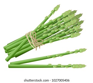 Asparagus vegetable plant. Vector illustration of bunch of asparagus stems. Vector illustration for decorative poster, emblem natural product, farmers market. Website page and mobile app design.