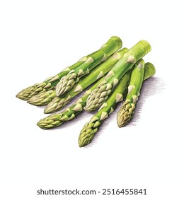 asparagus watercolor clipart illustration isolated