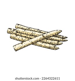 asparagus white hand drawn vector. food vegetable, fresh raw, bunch vegetarian, organic healthy, meal asparagus white sketch. isolated color illustration