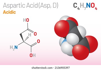 Aspartic Acid (Asp, D) amino acid molecule. (Chemical formula C4H7NO4) proteinogenic amino acid molecule. space-filling model and skeletal formula. Layered vector illustration