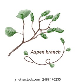 Aspen branch on isolated background