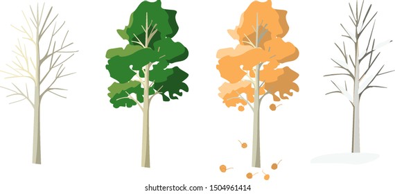 Aspen in four seasons. Aspen in winter,spring,summer, fall. The tree changes its appearance with the change of season.
 svg