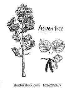 Aspen hand drawn sketch. Vector sketch of deciduous tree. Leaves of aspen, flowering aspen.