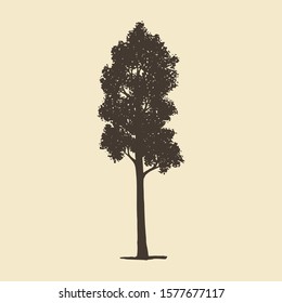 Aspen or Maple, hand drawn silhouette. Vector sketch of deciduous tree. svg