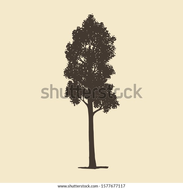 Aspen or Maple, hand drawn silhouette. Vector\
sketch of deciduous\
tree.
