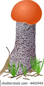 Aspen mushroom, Red boletus, Boletus rufus (lat)