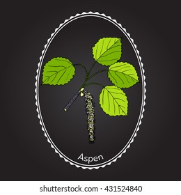 Aspen (Populus tremula), or common aspen, Eurasian aspen, European aspen, quaking aspen. Hand drawn botanical vector illustration
