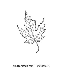Aspen tree foliage, autumn, summer, spring decor element isolated monochrome icon. Vector quickthorn or hawthorn leaf sketch. Foliage sign, may-tree leafage, whitethorn or chockeberry herbal plant