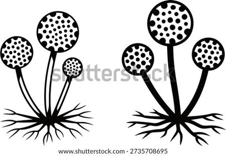 Aspergillus Mold Conidiophore Spore Structure Microbiology Graphic Icon