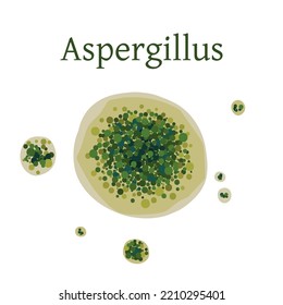 Aspergillus mold vector illustration isolated on white background.