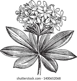 Asperula Odorata is known as sweet woodruff. It is a small perennial that grows up to 30 cm in height, vintage line drawing or engraving illustration.