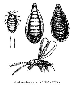 Aspidiotus Citricola was found on imported lemons in Jacksonville, vintage line drawing or engraving illustration.