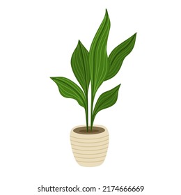 Aspidistra green potted houseplants. Indoor, office and house plant. Interior decoration, simple urban jungle element. Flat cartoon vector isolated illustration.