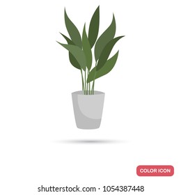 Aspidistra houseplant color flat icon