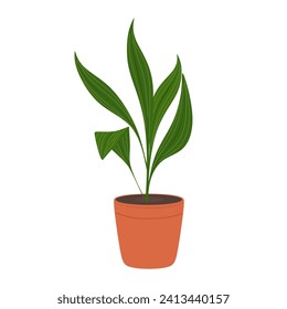 Aspidistra houseplant in flower pot. Lush green foliage. Green juicy Aspidistra leaves in potted isolated on white. Indoor, office and house plant for interior decoration. Flat vector illustration