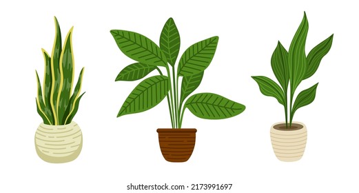 Aspidistra, sansevieria and ficus green houseplants in pots. Urban jungle decor set. Collection of trendy vector illustrations.