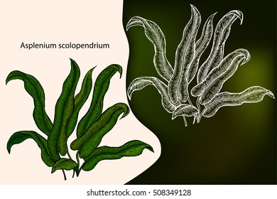 Asplenium scolopendrium. Hand drawn design element. Drawing with chalk.Medicinal plant. Hand drawn botanical vector illustration. Engraved illustration