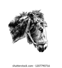 ass muzzle with straps in profile, sketch vector graphic monochrome illustration on white background