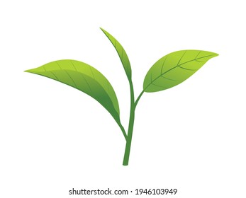 Assam tea leaf isolated on white background.