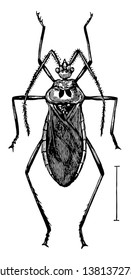 Assassin Bug In The Hemiptera Order Of True Bugs, Vintage Line Drawing Or Engraving Illustration.