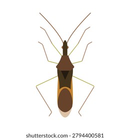 Assassin Bug Vector Illustration Predatory Insect Isolated