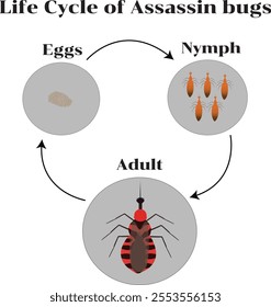 Assassin bugs are predatory insects.