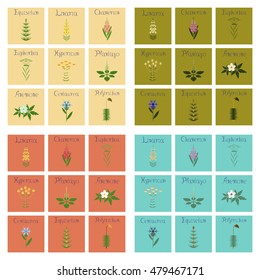 assembly flat Illustrations Chamerion Linaria Euphorbia Hypericum Plantago Anemone Centaurea Equisetum