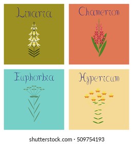 assembly flat Illustrations Chamerion Linaria Euphorbia Hypericum