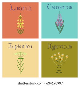 assembly flat Illustrations Chamerion Linaria Euphorbia Hypericum plants