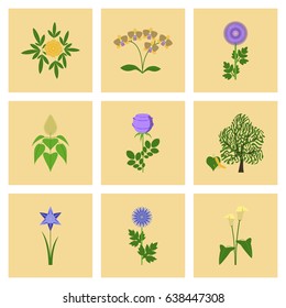 assembly flat Illustrations flower paeonia chrysanthemum orhidaceae rosa calla aster narcissus linden