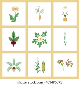 assembly flat Illustrations flower papaver daucus carota allium beta rosa majalis phoenix zea mays pepper