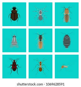 assembly of flat Illustrations insect honey wasp soldier bug ant mosquito scarab Araneus bee fly
