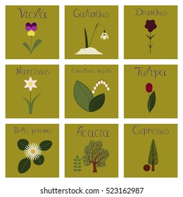 assembly flat Illustrations nature Convallaria Narcissus Dianthus Galanthus