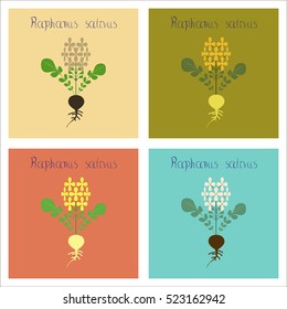 assembly of flat Illustrations plant raphanus