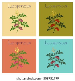 assembly of flat Illustrations tomato plant