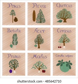 assembly flat shading style Illustrations Pinus Picea Quercus Betula Citrullus Malus Prunus Cerasus Citrullus Populus