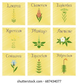 assembly shading style Illustrations Chamerion Linaria Euphorbia Hypericum Plantago Anemone Centaurea Equisetum