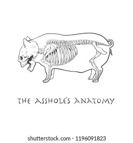 The asshole's anatomy 