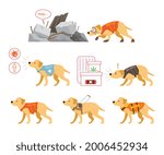 Assistance Dogs Set, Medical, Rescue, Guide, Security and Guard