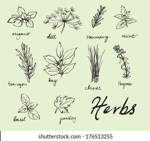 Assorted fresh herbs vector 