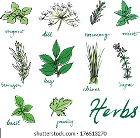 Assorted fresh herbs vector 