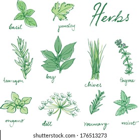 1,026 Chives Draw Images, Stock Photos & Vectors | Shutterstock