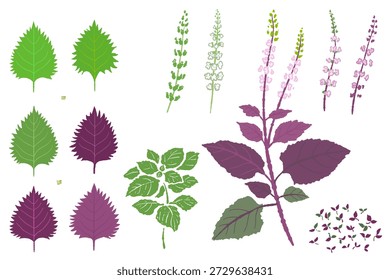 Conjunto de materiales de Shiso japonés surtido