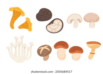 Assorted set of fresh mushrooms. Wild forest harvest. Ripe fresh organic food. Vector illustration isolated on white background