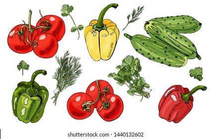 Assorted of vegetables and bundles of  herbs. Tomatoes, cucumbers, peppers and herbs isolated on white background. 