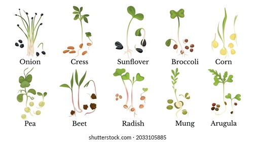 Sortiment von Mikro-Grünen mit Namen, die Zwiebelkresse Sonnenblume Broccoli Maiserbse Rübse Mung arugula einzeln