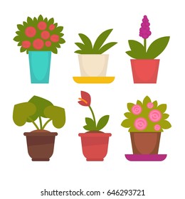 Variedad de flores en maceta